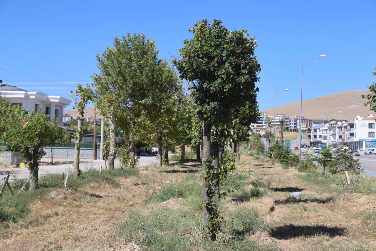 Konya’da tramvay çalışması nedeniyle kaldırılan ağaçların akıbeti belli oldu 12